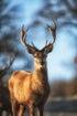 Proud Young Stag Art Canvas